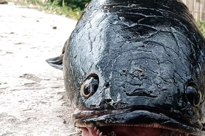 In West Bengal’s Malda, Fisherman Catches Giant-sized Rare Snakehead Fish