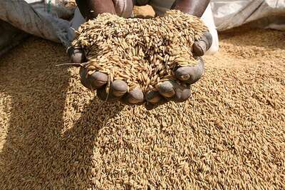 Inquiry Ordered after Video Shows Primary School Kids Lugging & Transporting Foodgrain on Handcart