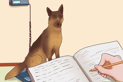 How to Get Dogs to Gain a Healthy Weight