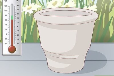 How to Grow a Plumeria