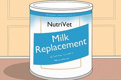 How to Feed a Baby Kitten Without a Mother