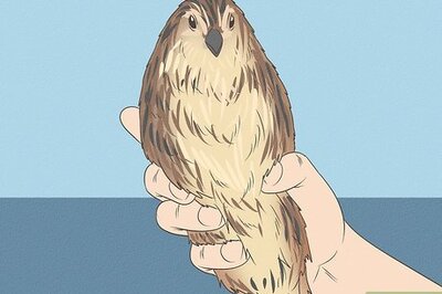 How to Determine Sex of a Quail