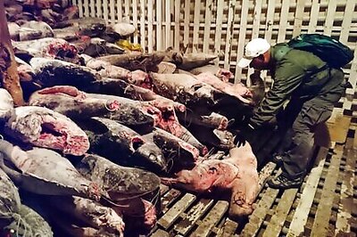 260 Chinese boats fish near Galapagos; Ecuador on alert