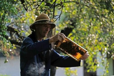 Slovenia's Beekeeping Tradition Gets UN World Heritage Status