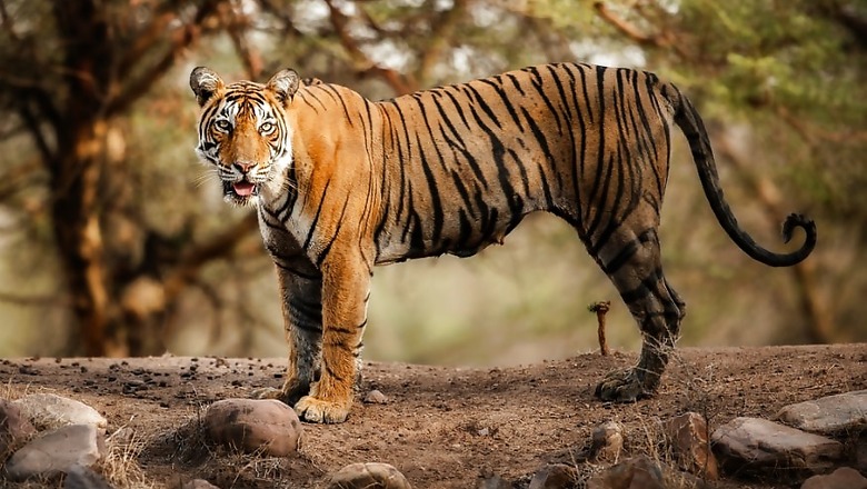 No More 'VIP stay' at Corbett Tiger Reserve as Authorities Slam 'Brazen Abuse' of Power