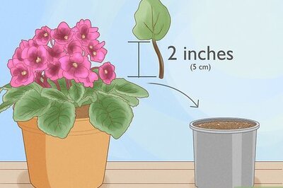How to Grow African Violets