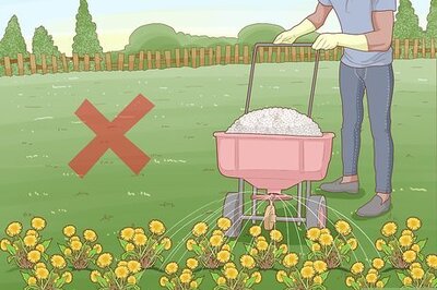 How to Save Bees from Extinction