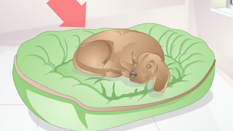 How to Choose a Place for Your Dog to Sleep