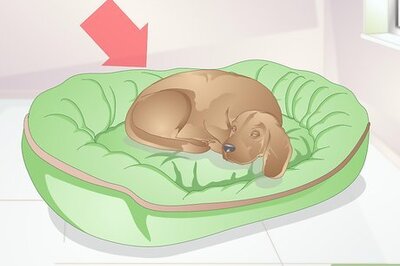 How to Choose a Place for Your Dog to Sleep