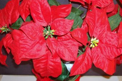 How to Paint Red Poinsettias in Watercolor