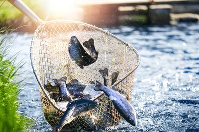 India's Blue Revolution: How the Fisheries Sector is Netting Global Success