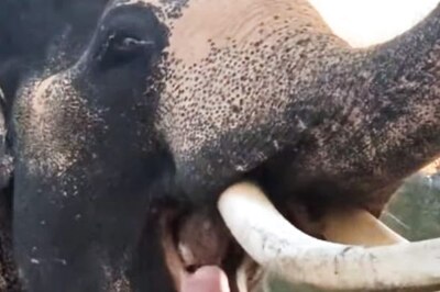 At This Unique Karnataka Care Centre, Elephants Can Shed Weight and Get Treated for Health Issues