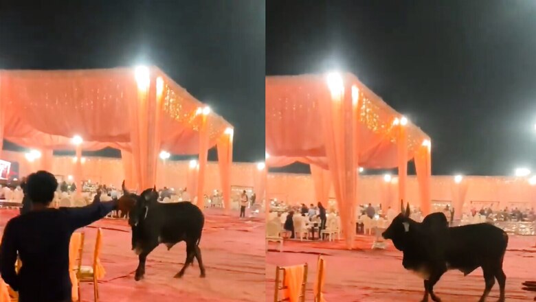 'Uninvited Guest': Video of Bull Gatecrashing a Wedding Venue Goes Viral