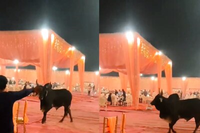 'Uninvited Guest': Video of Bull Gatecrashing a Wedding Venue Goes Viral