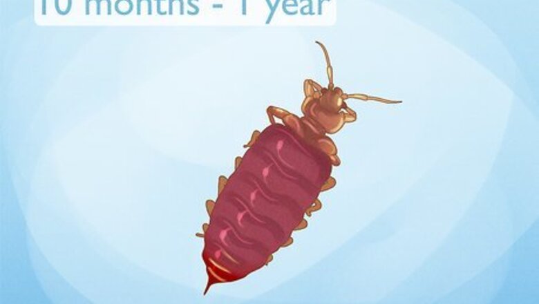 How Long Can Bed Bugs Live in an Empty House?