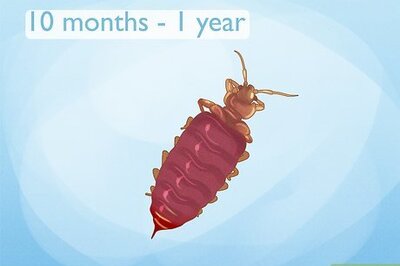 How Long Can Bed Bugs Live in an Empty House?