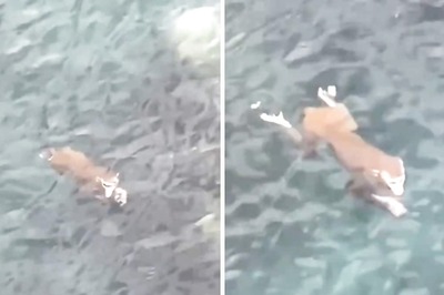 Watch: This Monkey Is A Pro Swimmer And A Total Water Baby