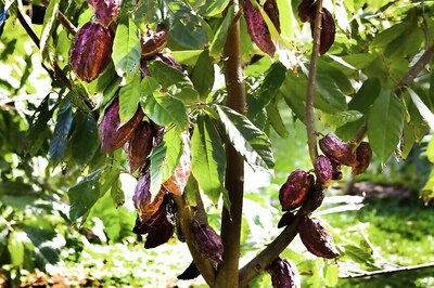 Chocolate Industries Causing Major Deforestation in West Africa: Report