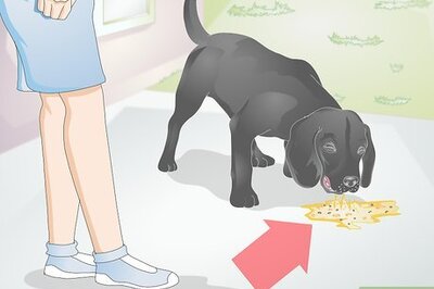 How to Diagnose Yellow Foamy Vomit in Dogs