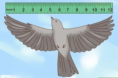 How to Identify a Mockingbird