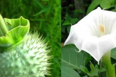 Relief In Hair Loss To Reducing Inflammation, 3 Health Benefits Of Datura
