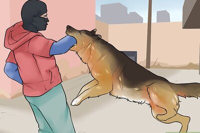 How to Choose the Right Dog Breed to Protect Your Home