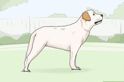 How to Identify a Labrador Retriever