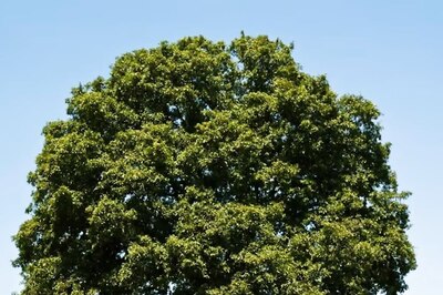 Aries To Virgo, What Plants Should These 6 Zodiacs Grow For A Happy Life