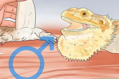 How to Breed Bearded Dragons