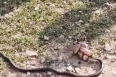 Video Of Fight Between Cobra And 'Two-headed' Snake Viral