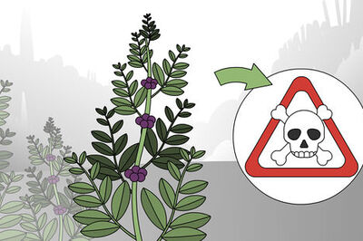 How to Test if a Plant Is Edible