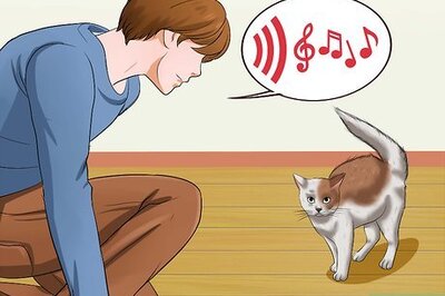 How to Pick Up an Aggressive Cat