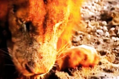 Watch: Turtle Stops Lion From Drinking Water In A Pond