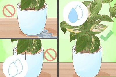 How to Care for Indoor Plants