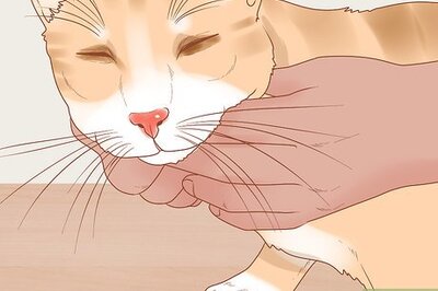 How to Help a Gagging Cat