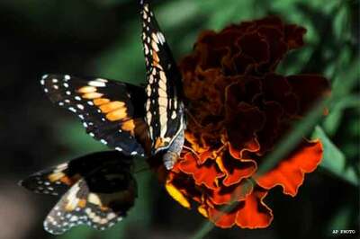 India Gate replica at Bangalore flower show
