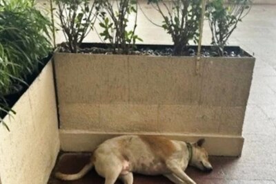 Street Dog Takes Power Nap At Taj Mahal Hotel’s Gate In Mumbai. Courtesy: Ratan Tata’s Strict Instructions