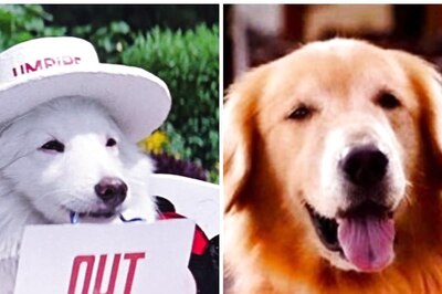 International Dog Day 2022: From Tuffy to Entertainment; 5 Dogs That Stole the Limelight in Bollywood Movies