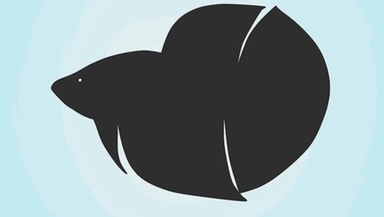 How to Draw a Betta Fish