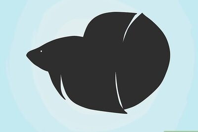 How to Draw a Betta Fish