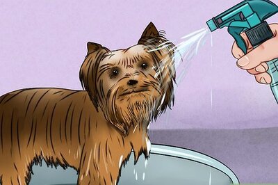How to Groom a Yorkshire Terrier