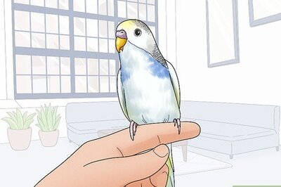 How to Potty Train a Parakeet