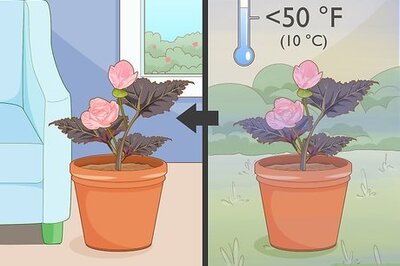 How to Winter Begonia