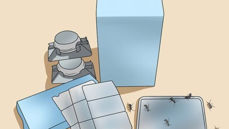 How to Kill Black Ants