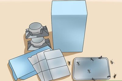 How to Kill Black Ants