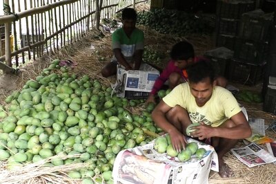 For Farmers in Bengal’s Malda, Bumper Mango Crop Bears No Fruit as Lockdown, Cyclone Wreak Havoc