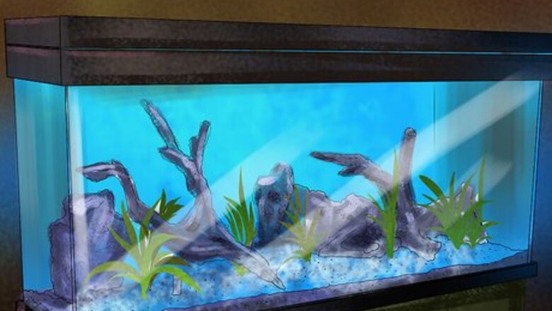 How to Keep Peacock Eels