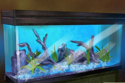 How to Keep Peacock Eels