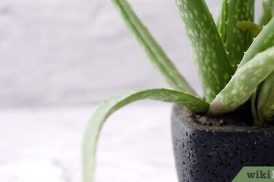 How to Extract Aloe Vera
