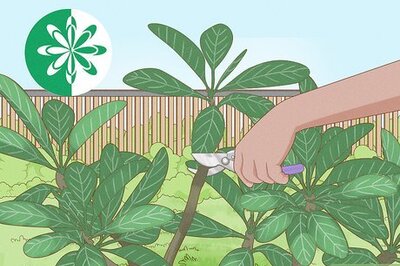 How to Prune Plumeria